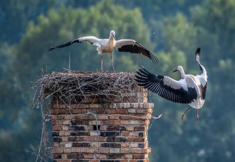 Professional Chimney Animal Removal Services in Burr Ridge, Illinois