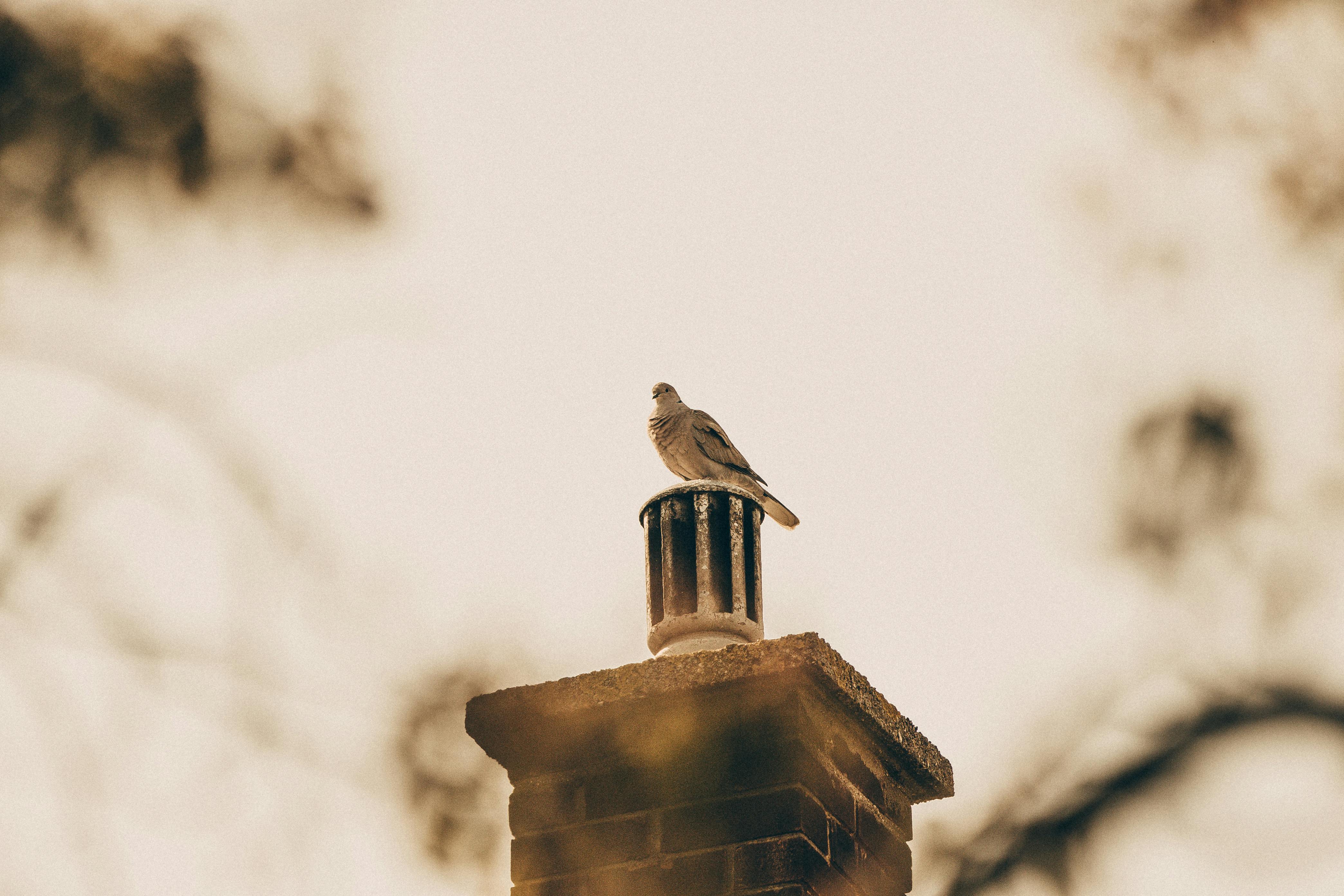 Expert Chimney Cap Installation in Burr Ridge, Illinois